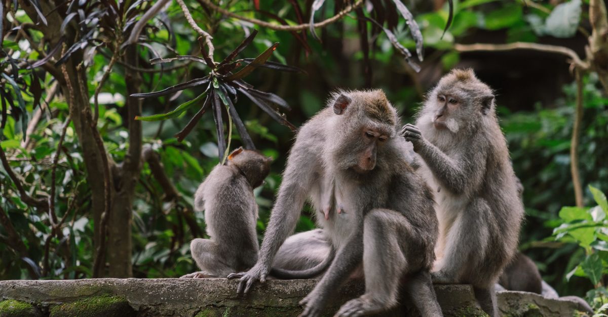 Monkeys grooming each other on a mossy wall in a dense jungle setting.